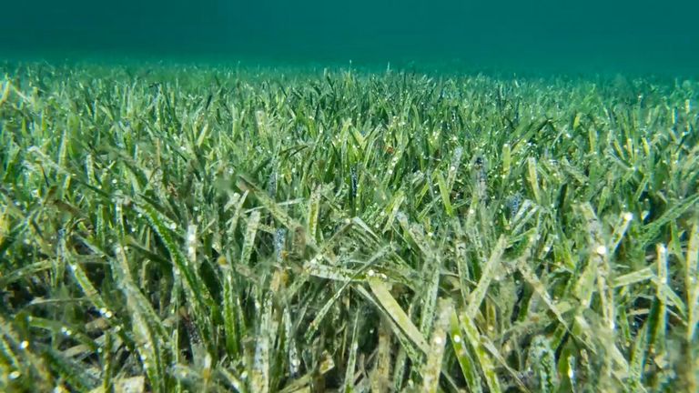 معلومات عامة أكبر نبات في العالم معلومات عامة حول العالم في كل المجالات