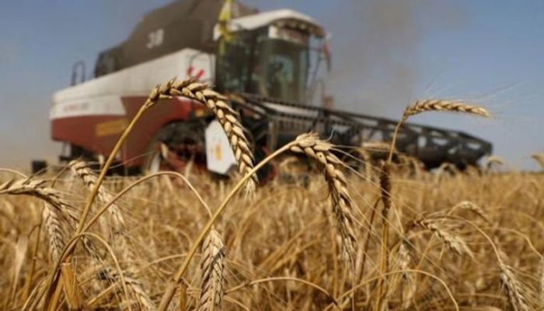 حصاد وفير للقمح في أوكرانيا