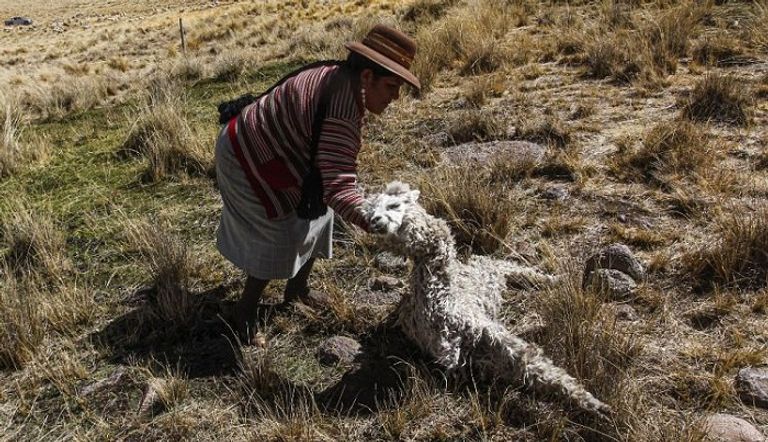 الأقسى منذ 58 عاما.. الجفاف يقضي على "ألبكة" الأنديس - صورة 1