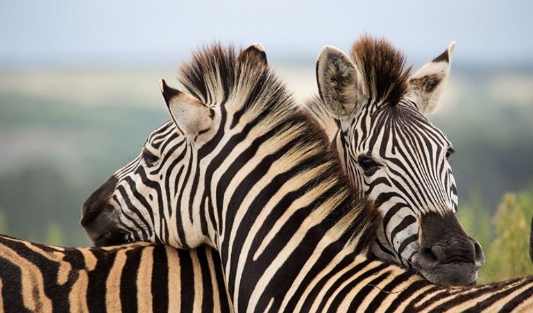 الحمر الوحشي كان عصيا دوما على الترويض