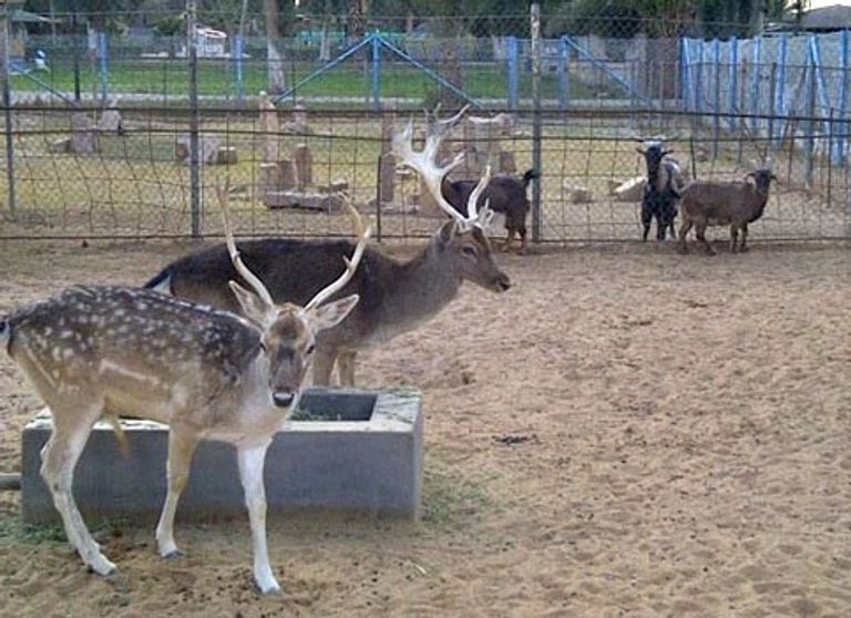 حديقة الحمراء للحيوانات أحد أماكن السياحة في المدينة المنورة