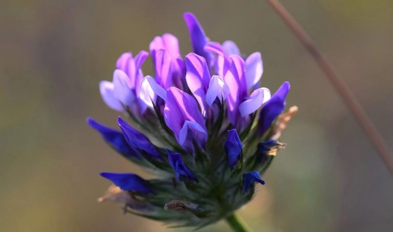 سيدة قبل وبعد علاج التجاعيد - أرشيفية