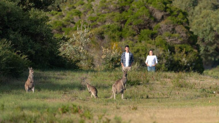 أستراليا تشتهر بوجود حيوانات مهددة بالانقراض بها مثل الكوالا