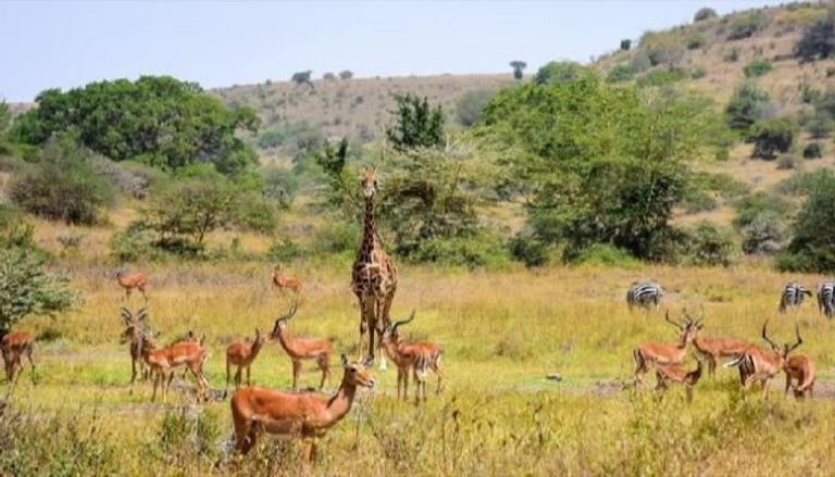 مشهد من مشاهد الحياة البرية في كينيا