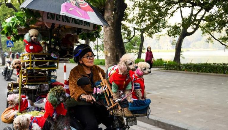 الفيتنامية نغوين تي كيم تنشر الفرح في شوارع هانوي
