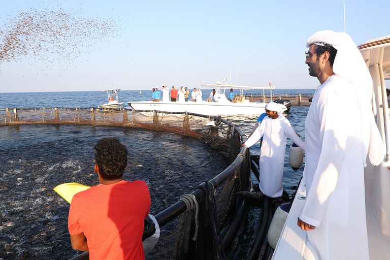 مزرعة "فيش فارم" وزير الاقتصاد الإماراتي في مزرعة