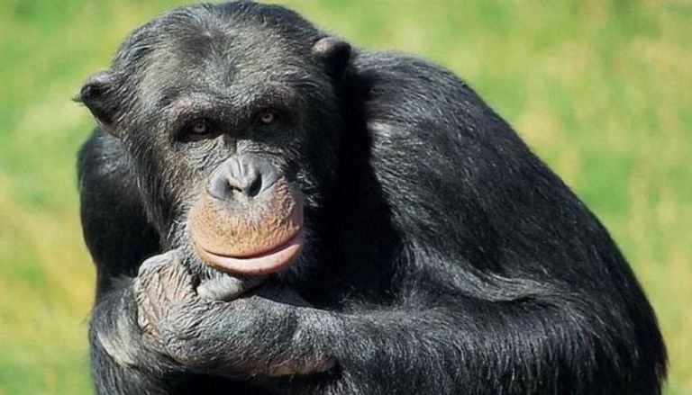 أحد قردة الشمبانزي التي قتلت في الحديقة