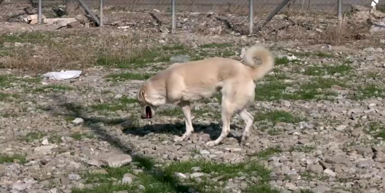 فردان من حملة إنقاذ الحيوانات الضالة يباشران عملهما