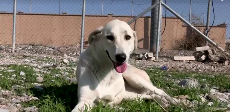 فردان من حملة إنقاذ الحيوانات الضالة يباشران عملهما