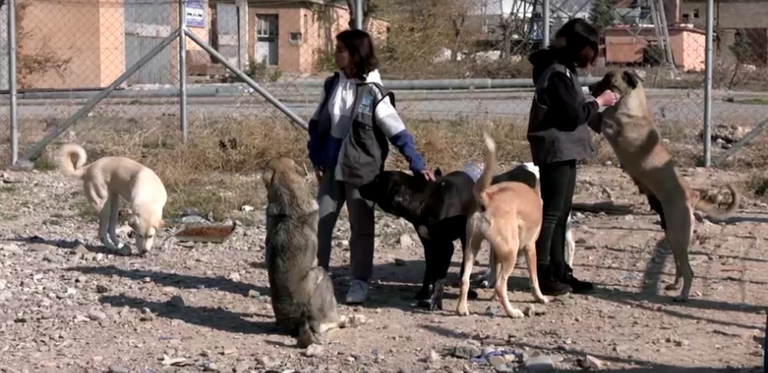 فردان من حملة إنقاذ الحيوانات الضالة يباشران عملهما