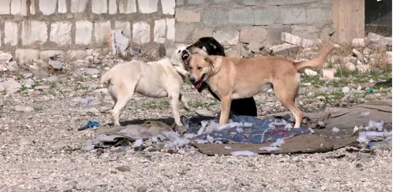 فردان من حملة إنقاذ الحيوانات الضالة يباشران عملهما