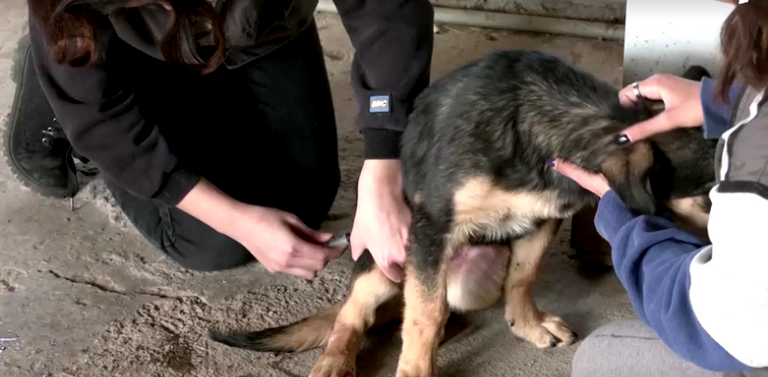 فردان من حملة إنقاذ الحيوانات الضالة يباشران عملهما