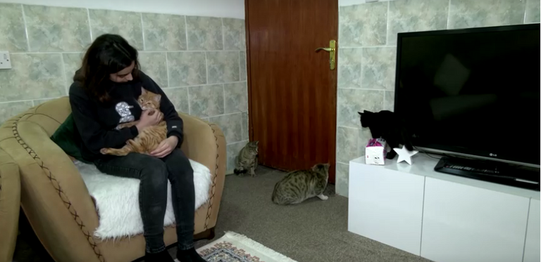 فردان من حملة إنقاذ الحيوانات الضالة يباشران عملهما