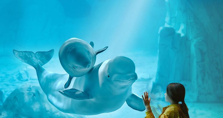 حوض أسماك "Oceanogràfic" أحد أماكن السياحة في فالنسيا