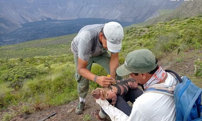 الإجوانا الوردية مهددة بالانقراض