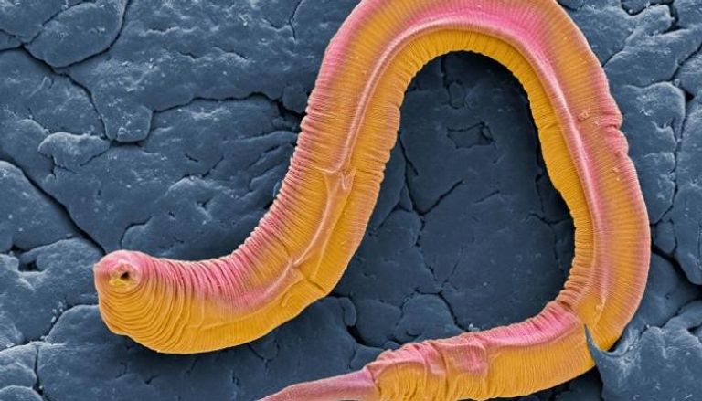 دودة ربداء الرشيقة ( c-elegans )