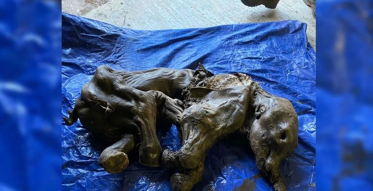 لقطات من اكتشافات توصل إليها العلماء خلال 2022