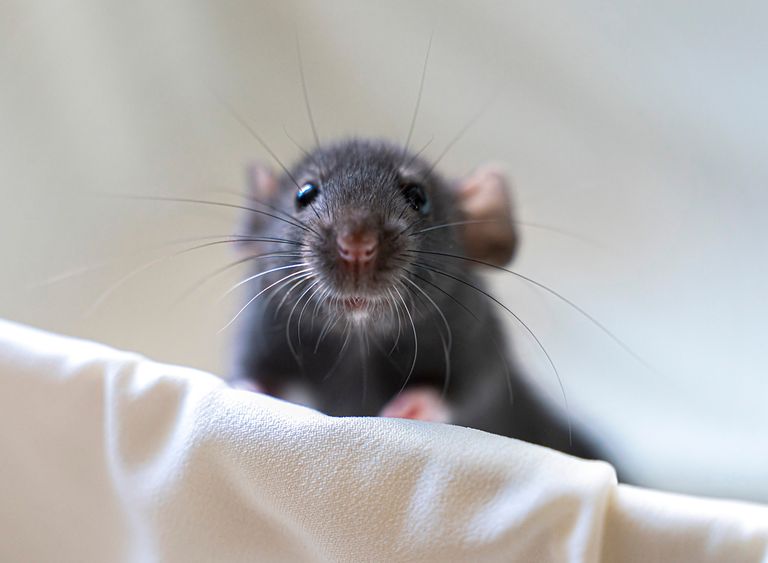 لقطات من اكتشافات توصل إليها العلماء خلال 2022