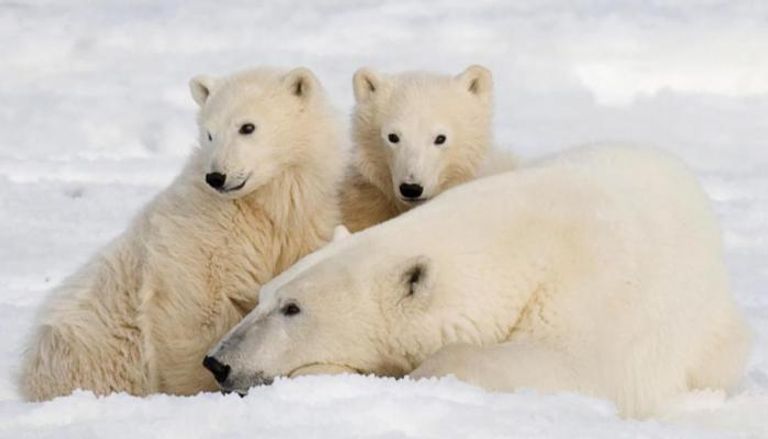 تعتمد الدببة القطبية على جليد البحر للصيد