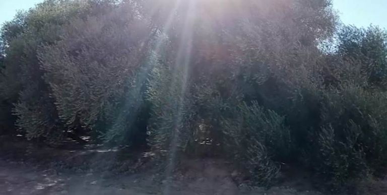 صورة لشجرة الزيتون "العكاريت"