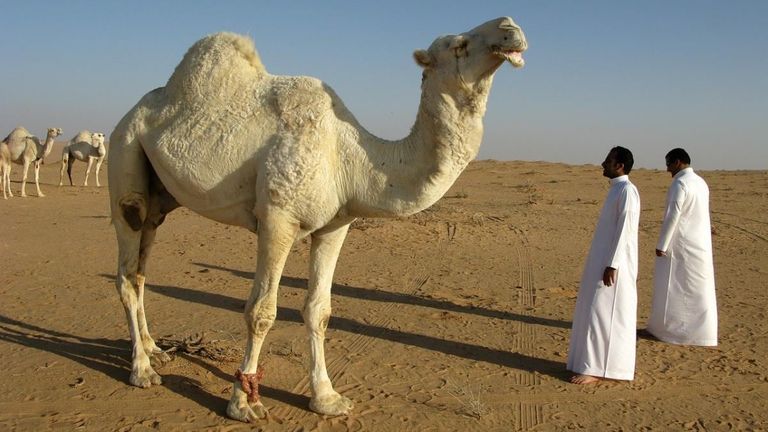 فيروس الإبل يشبه كوفيد-19 في الأعراض - أرشيفية