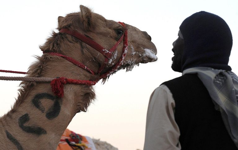 فيروس الإبل يشبه كوفيد-19 في الأعراض - أرشيفية