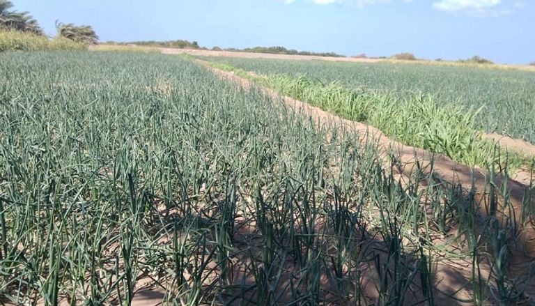 سعيد فقد قدمه ويده بفعل ألغام الحوثي