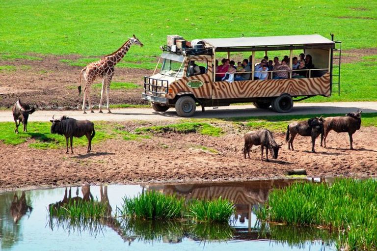 Le parc Serengeti à Hodenhagen est l'un des lieux de divertissement en Allemagne