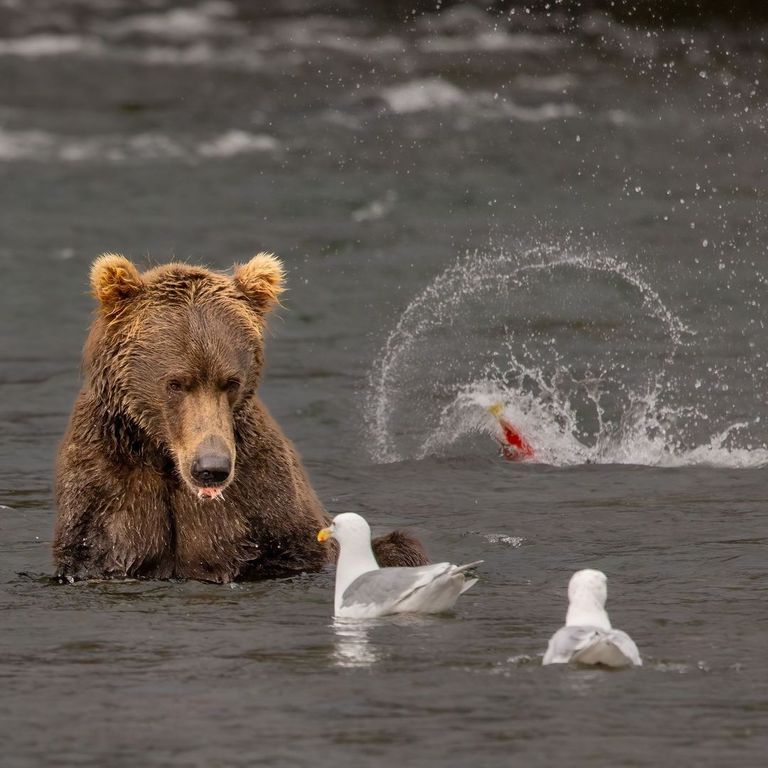 الحياة البرية في ألاسكا الحياة البرية في ألاسكا