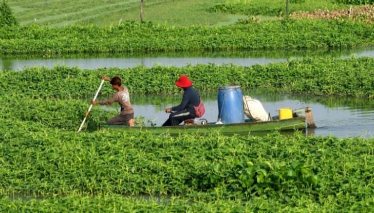 الزراعة في كمبوديا