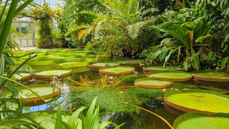 حديقة بون النباتية أحد أماكن السياحة في بون ألمانيا أبرز المزارات السياحية في مدينة بون الألمانية