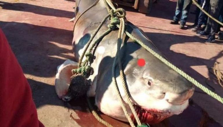 سمكة القرش التي تم صيدها في سواحل تونس