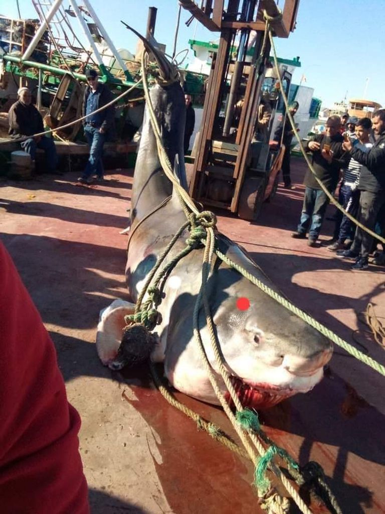 سمكة القرش التي تم صيدها في سواحل تونس