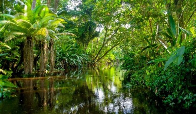 غابات "Rainforest" أحد أماكن الغابات في العالم أماكن الغابات في العالم.. 5 غابات في أحضان الطبيعة