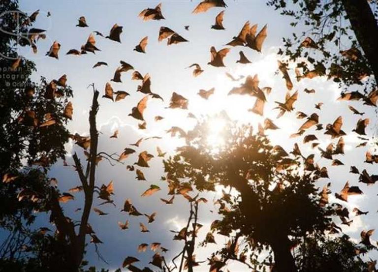 الخفافيش مصدر فيروس 