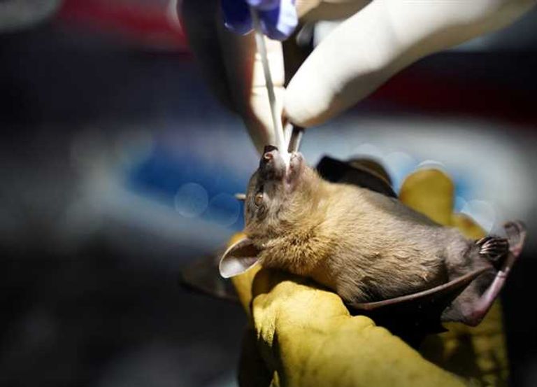 الخفافيش مصدر فيروس 