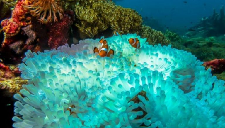 14% من الشعاب المرجانية ماتت بين عامي 2009 و2018 