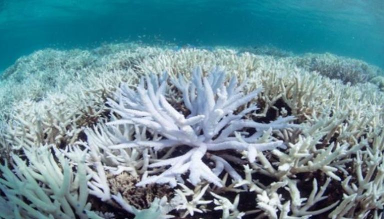 14% من الشعاب المرجانية ماتت بين عامي 2009 و2018