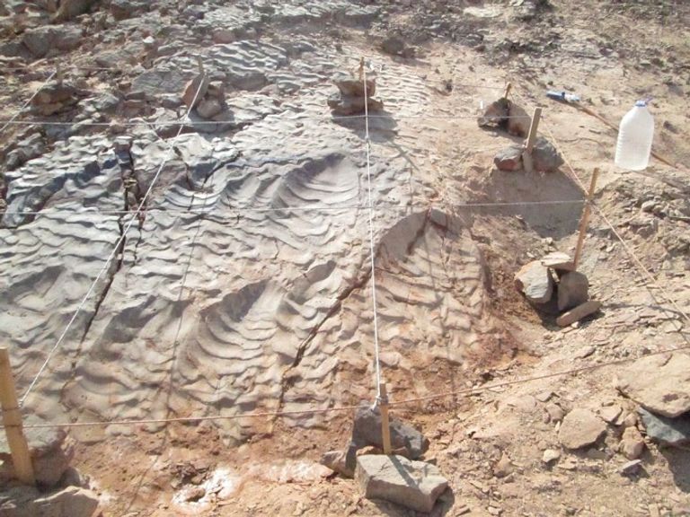 آثار أقدام الديناصورات