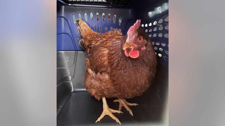 دجاجة قُبض عليها تحوم حول البنتاجون