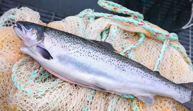 7 دول تسيطر على عالم المأكولات البحرية 