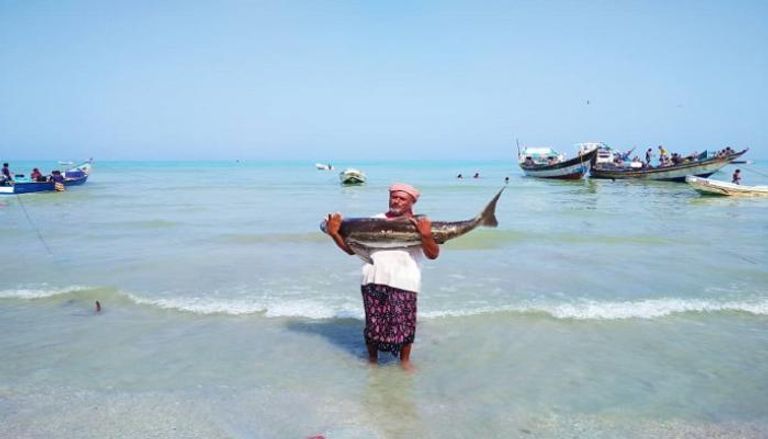اصطياد سمك التونة يعد مغامرة كبرى في اليمن