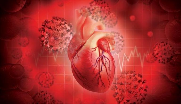 دراسة تبين كيف يتسبب كورونا في إصابة خلايا القلب 