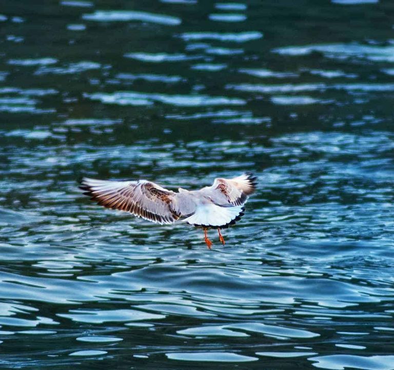 مخاطر تهدد هجرة الطيور النادرة في عدن- أرشيفية