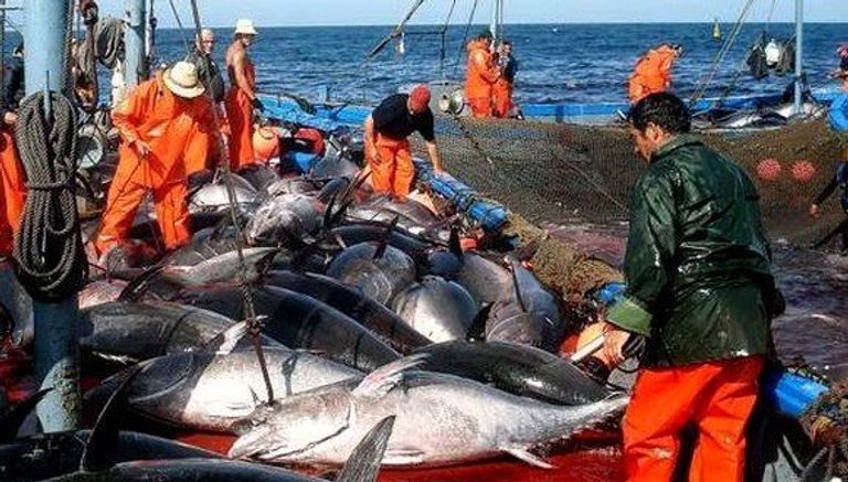 صيد التونة بأحد شواطئ الجزائر - أرشيفية سفينة لصيد التونة بأحد شواطئ الجزائر - أرشيفية