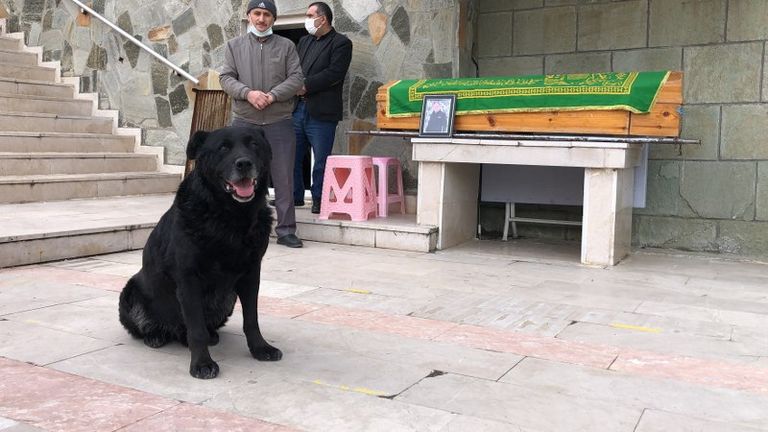 الكلب رابض بجانب نعش صاحبه في باحة المسجد