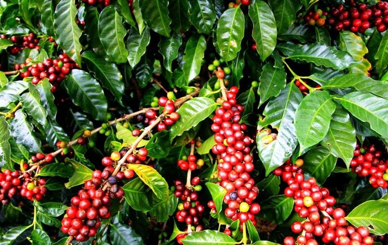 فنجان القهوة الإثيوبي - أرشيفية