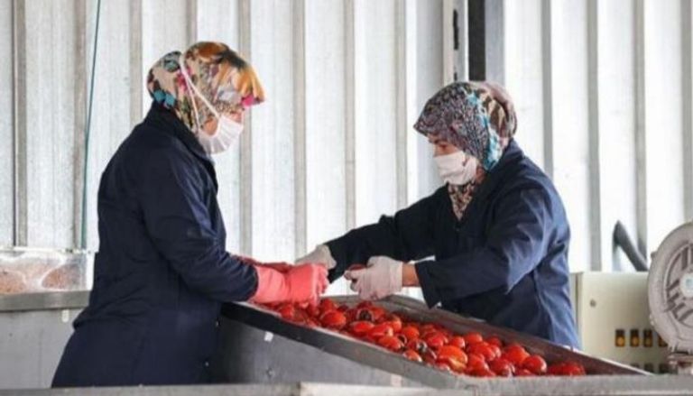 مصنع لتعليب الطماطم في تركيا- أرشيفية