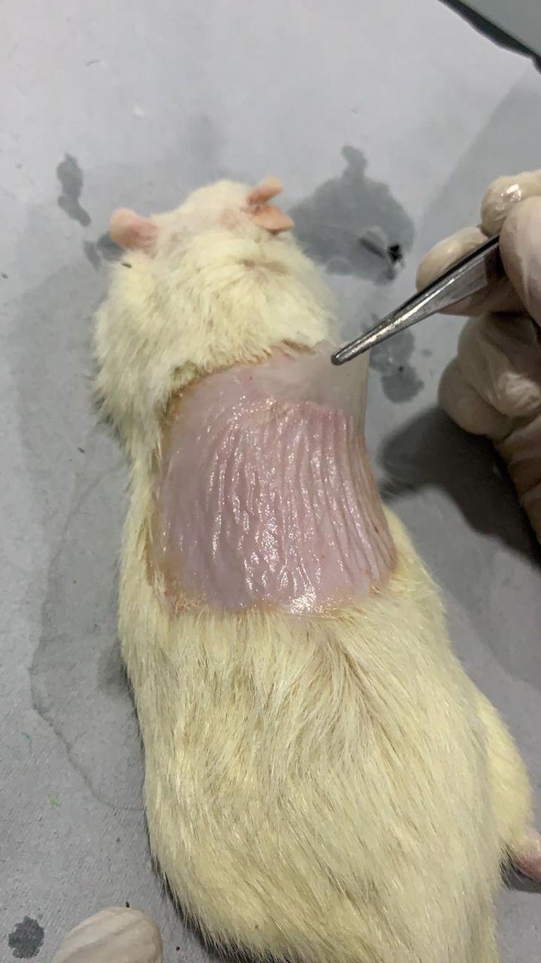 الباحث اليمني الدكتور نبيل عبدالله الباهلي