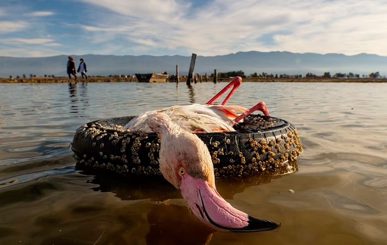 صورة للمصور المجري Milan Radisics